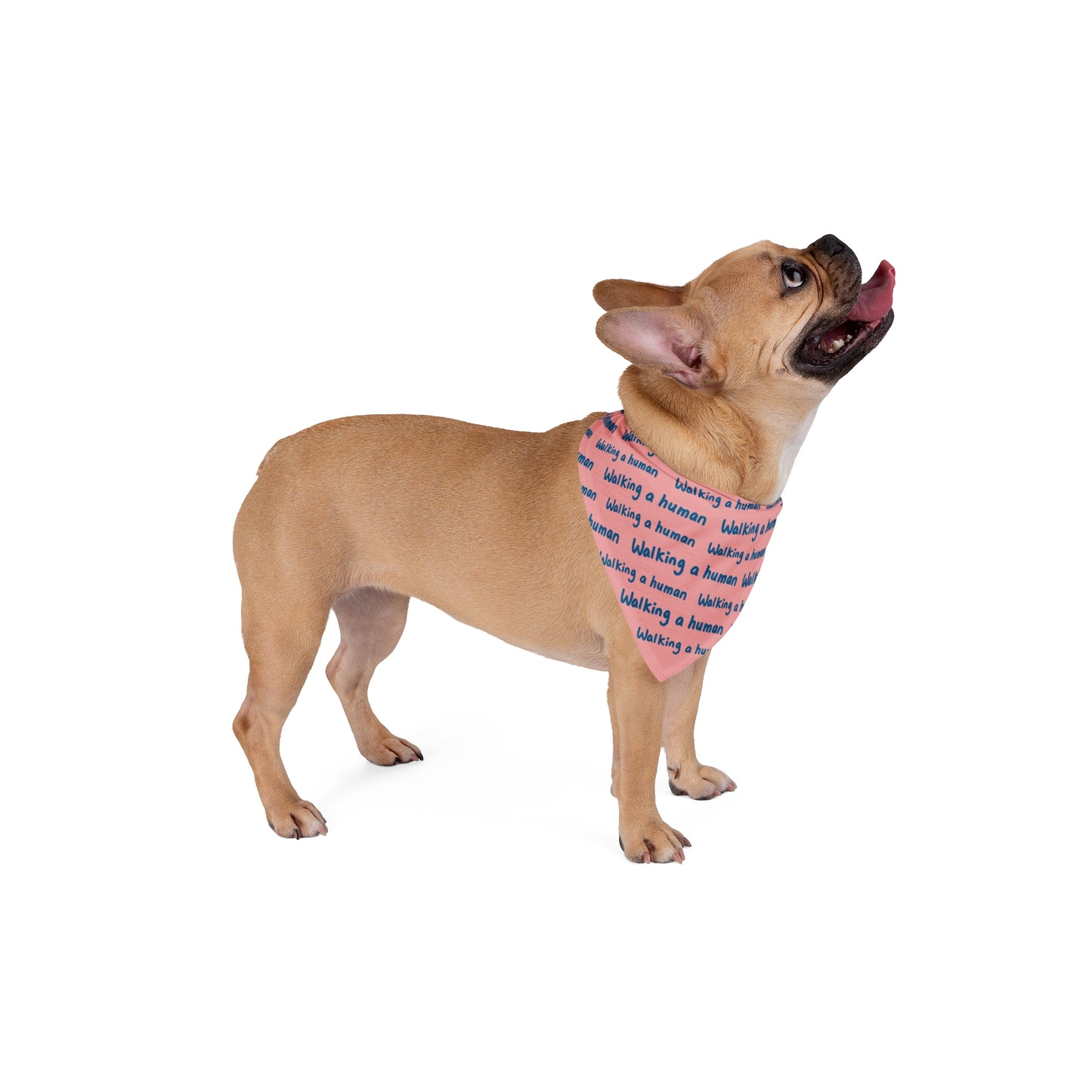 “Walking a Human” Repeating Text — Pet Bandana