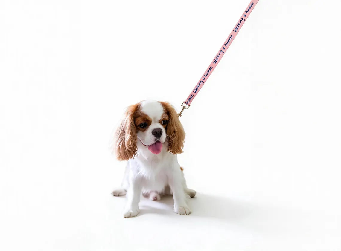 Dog Collar – Walking a Human, Not Your Pet, Terracotta Pink - Ocean, Durable Polyester