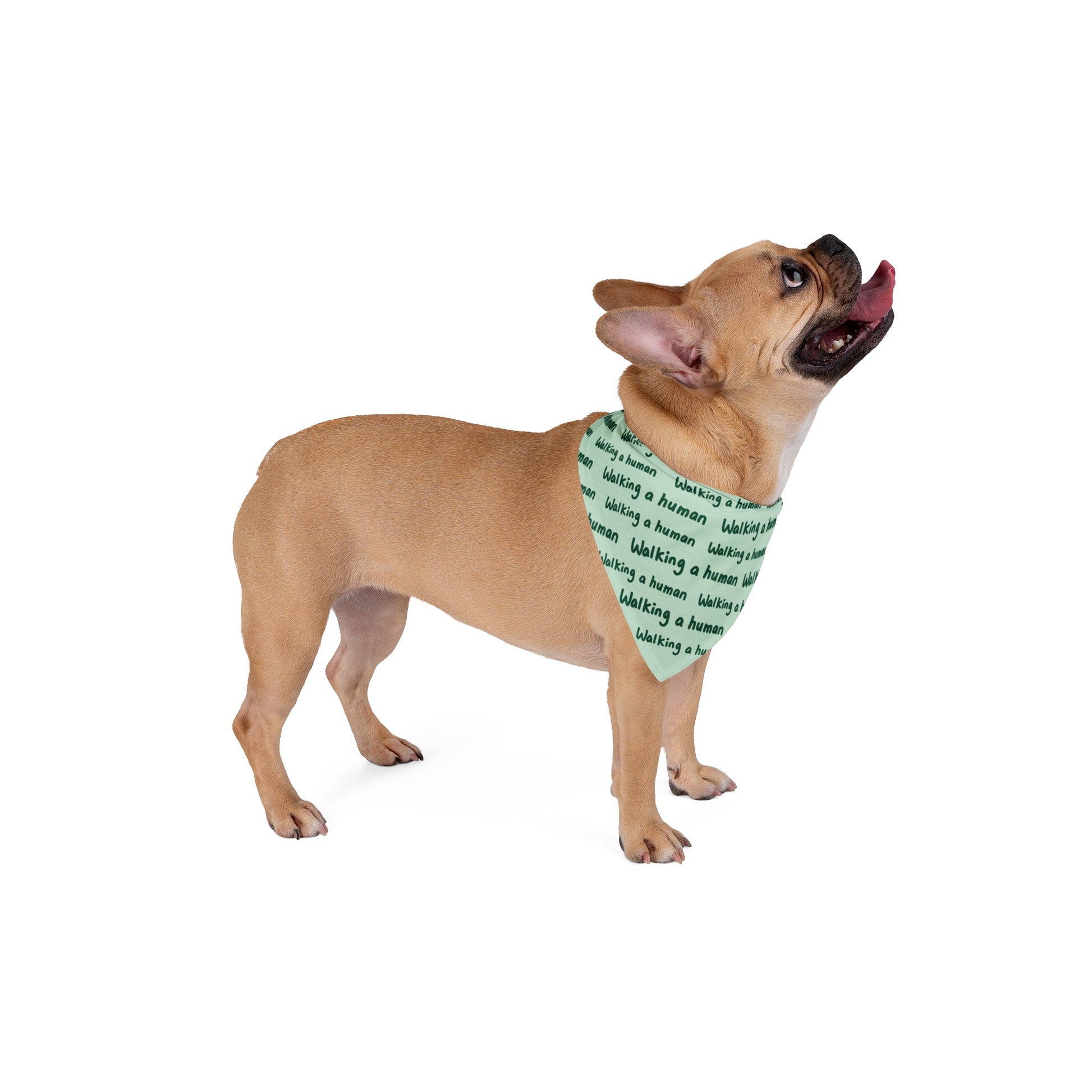 mint "walking a human" repeating text bandana on a dog