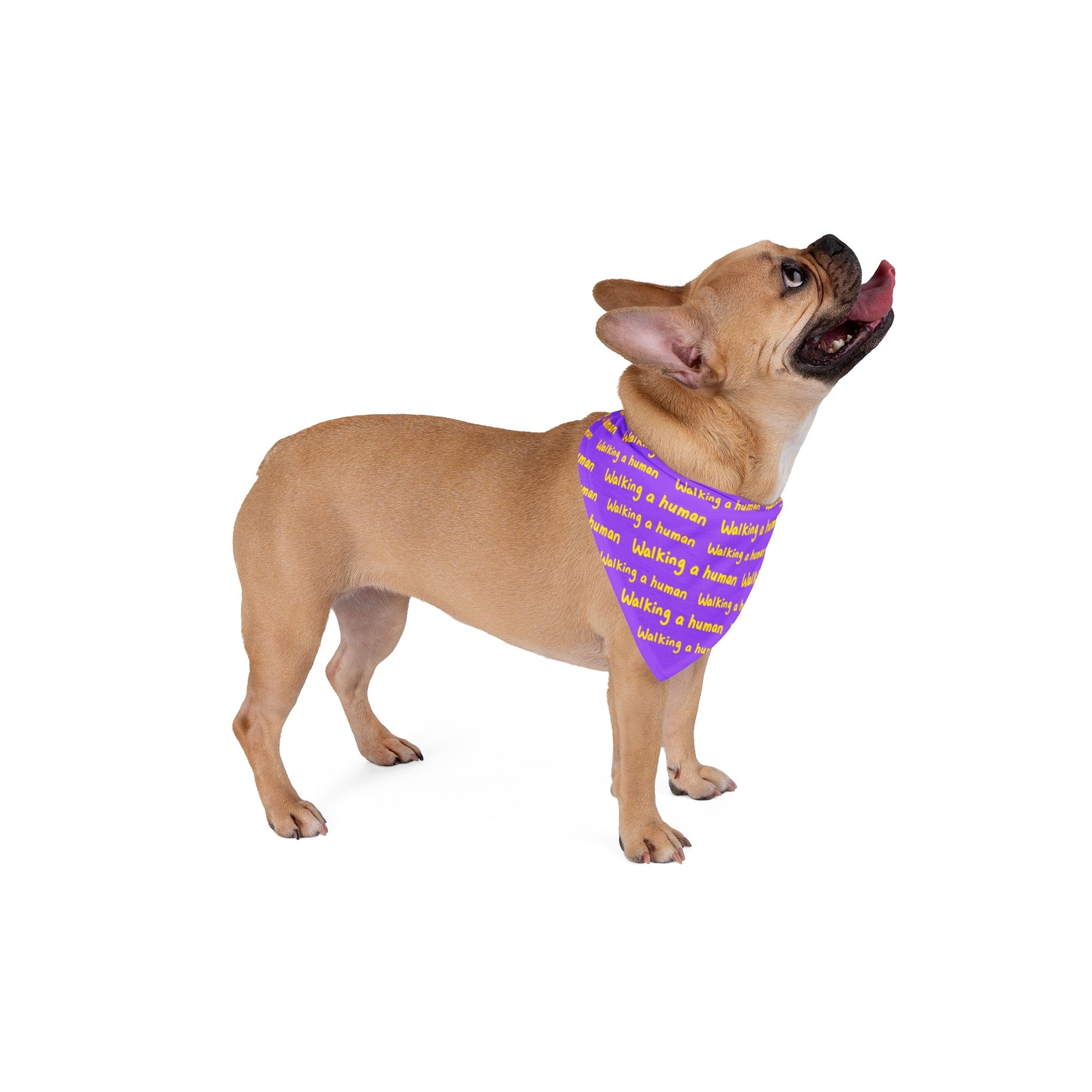 purple "walking a human" repeating text bandana on a dog