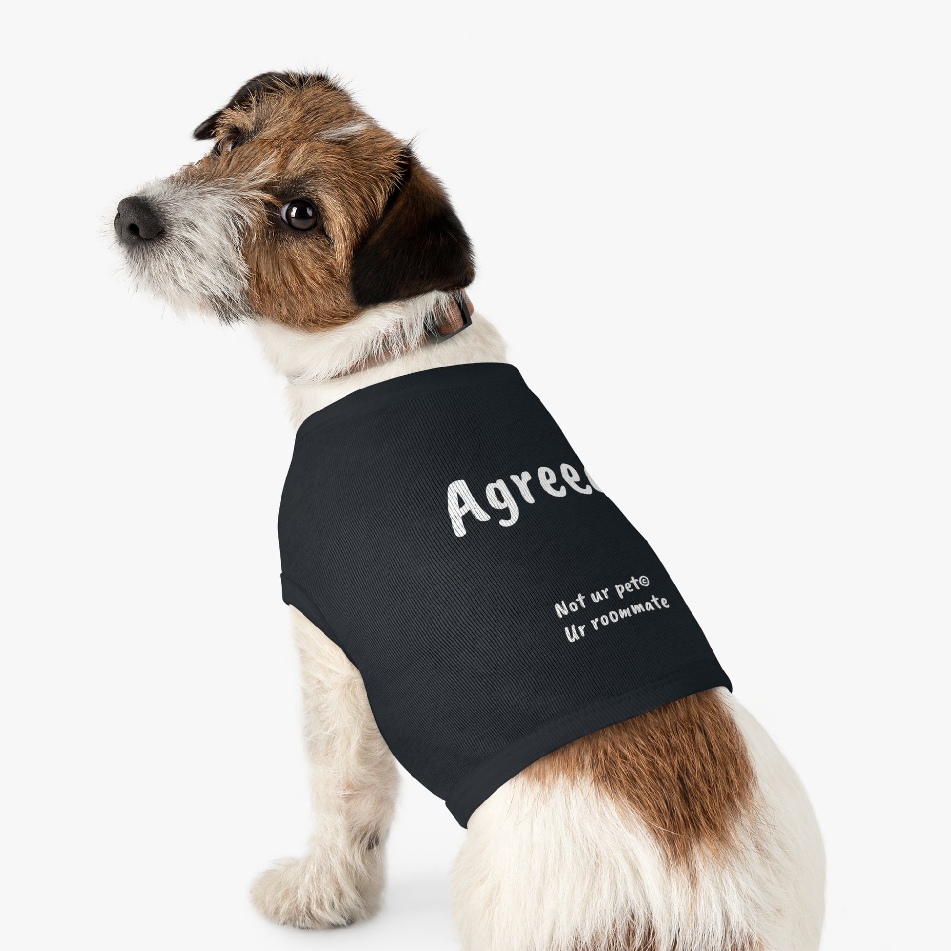small dog wearing black t-shirt with "agreed." text on white background