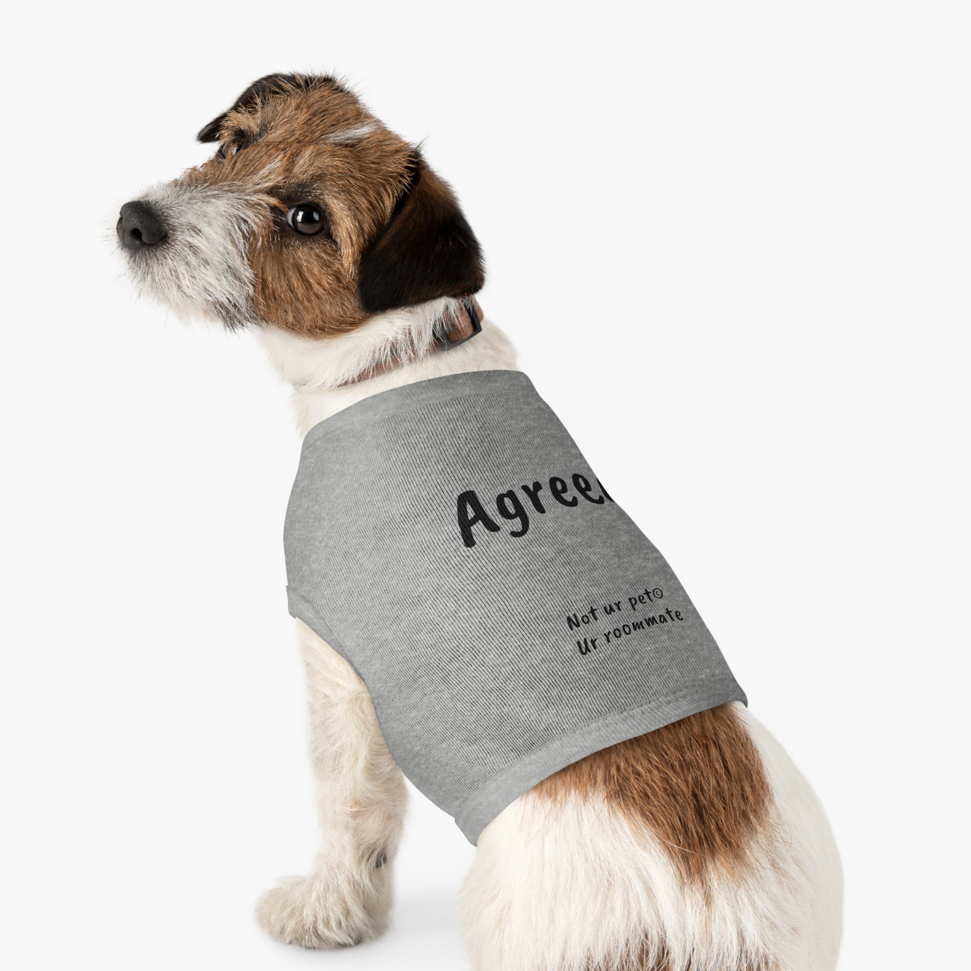 small dog wearing t-shirt with "agreed." text on white background