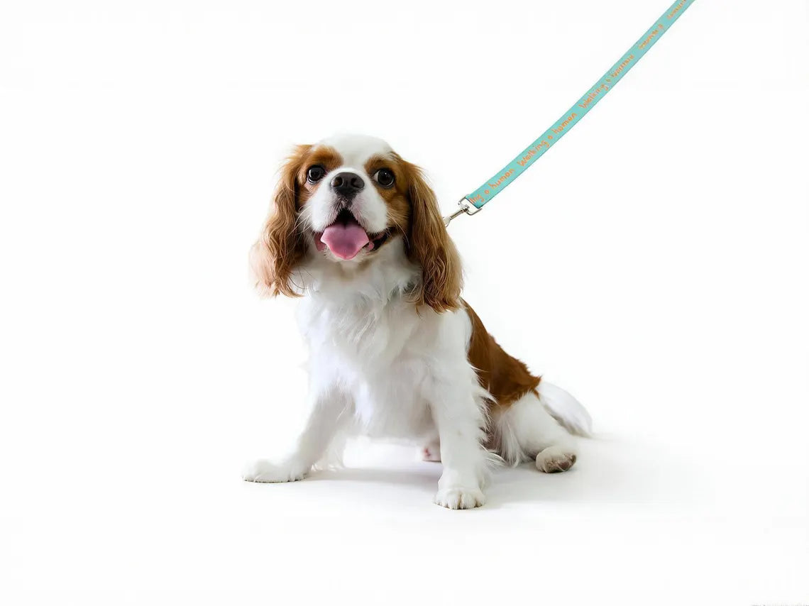 Dog Collar – Walking a Human, Not Your Pet, Orange-Aqua, Durable Polyester