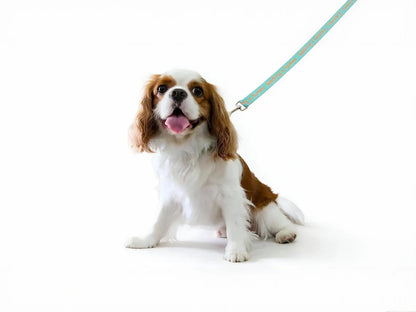 Dog Collar – Walking a Human, Not Your Pet, Orange-Aqua, Durable Polyester